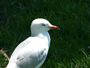 mouette